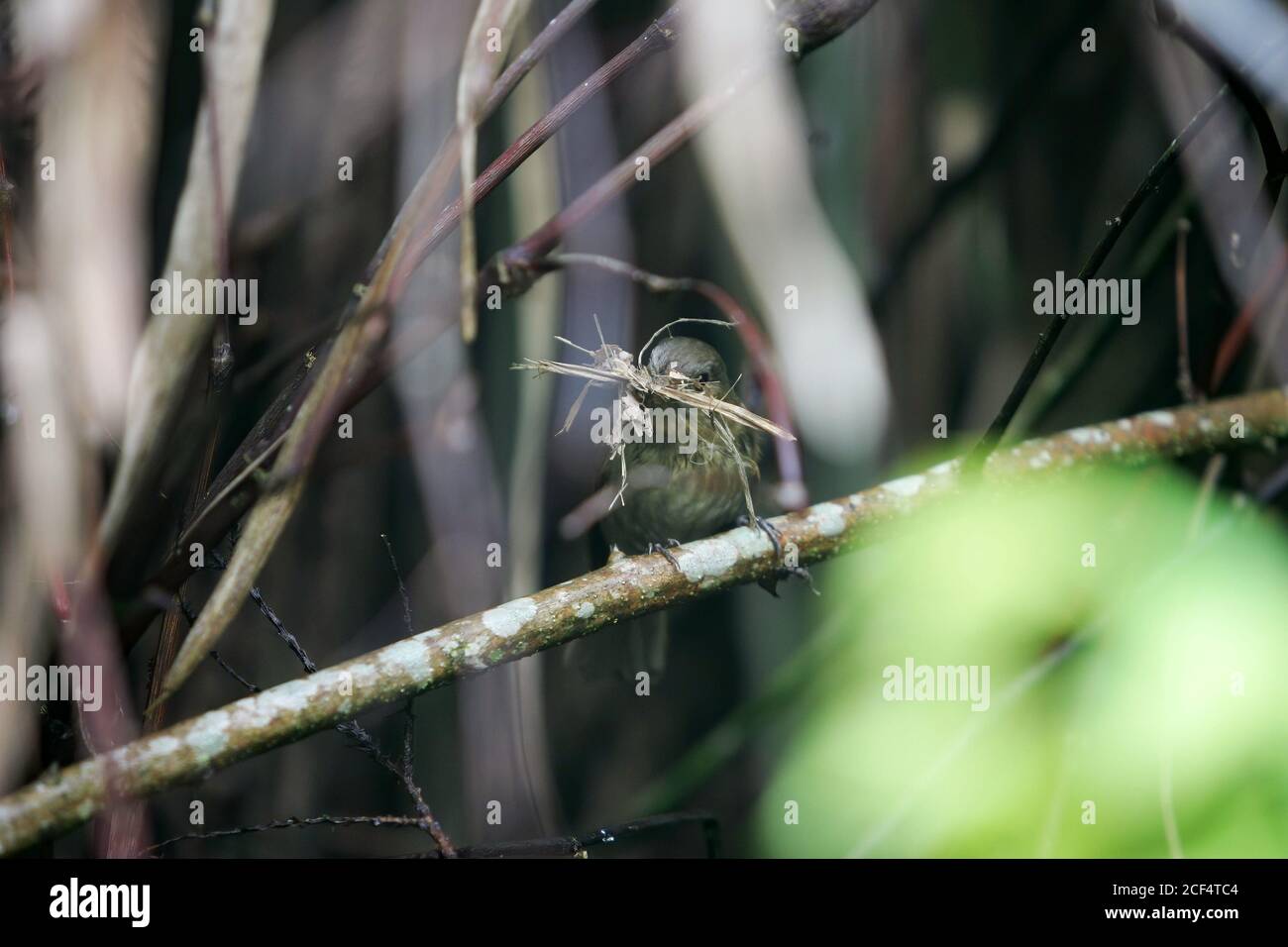 Close up shot of a White-tailed robin picking up some dry leaves in Highland Experimental Farm, National Taiwan University at Taiwan Stock Photo