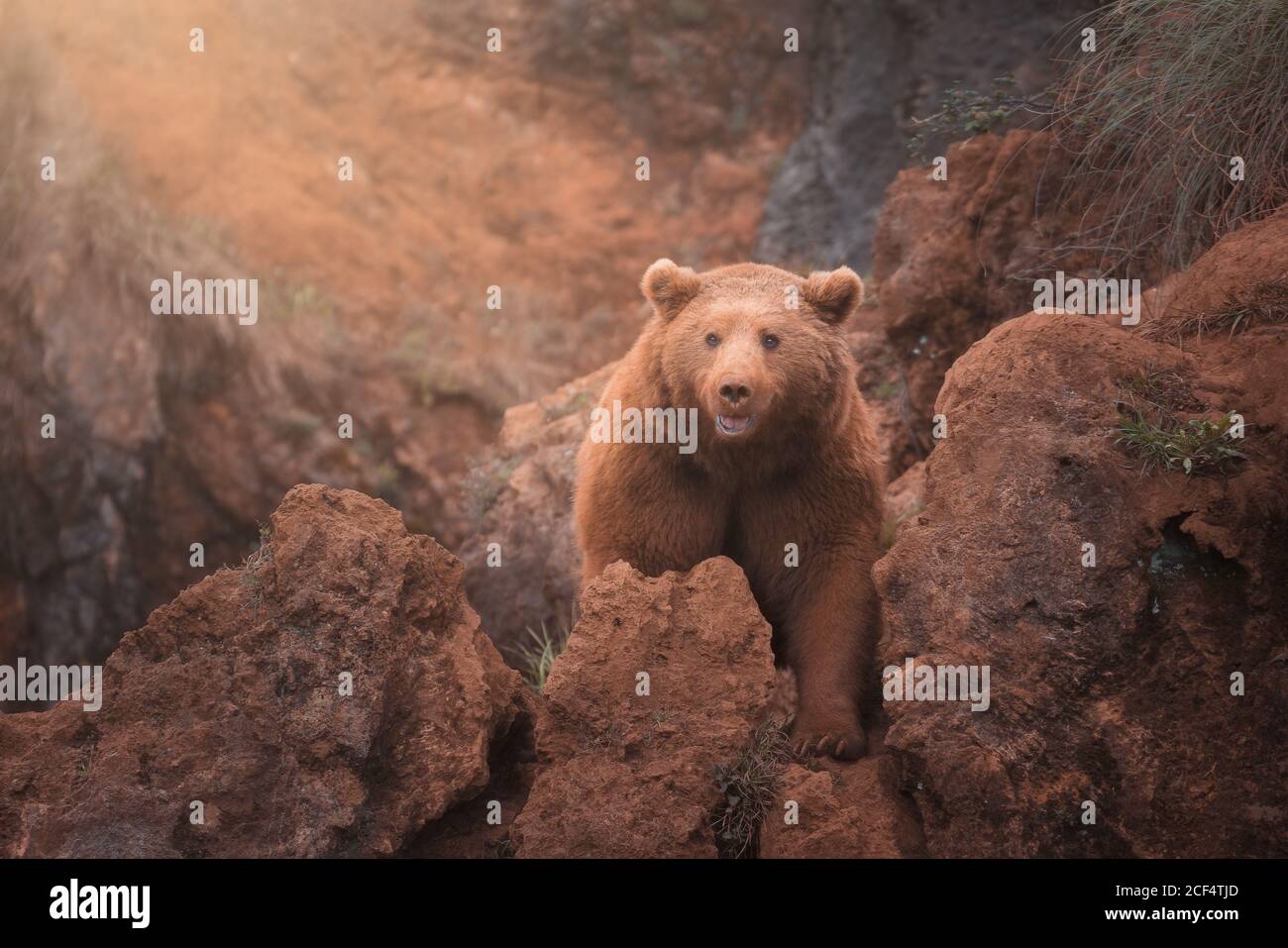 Fearsome large brown northern bear walking in red rocky terrain Stock Photo