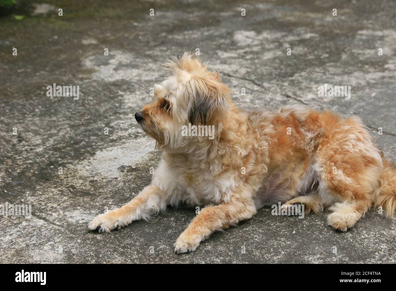 Dutch Terrier High Resolution Stock Photography And Images Alamy