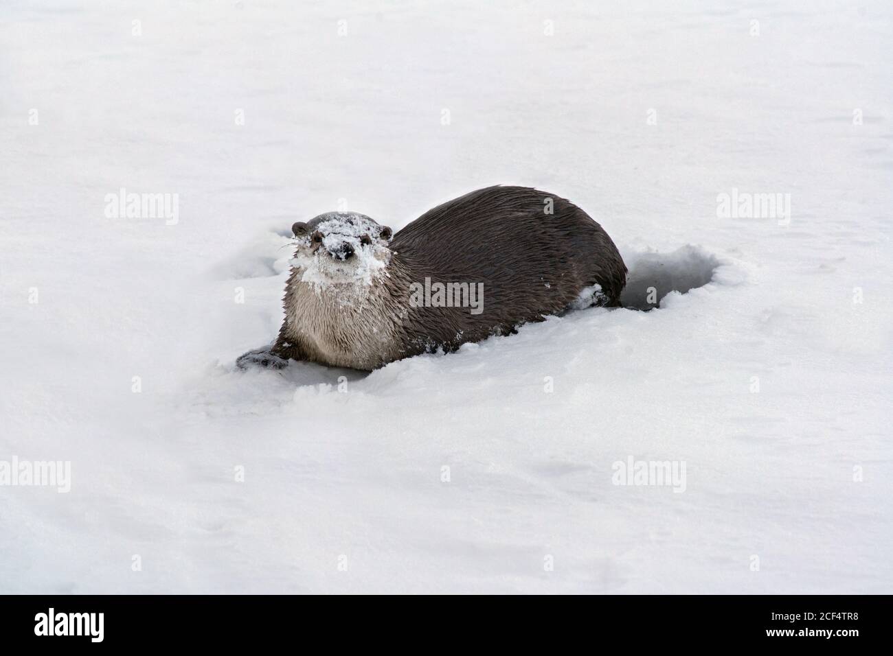 River otter on snow Stock Photo