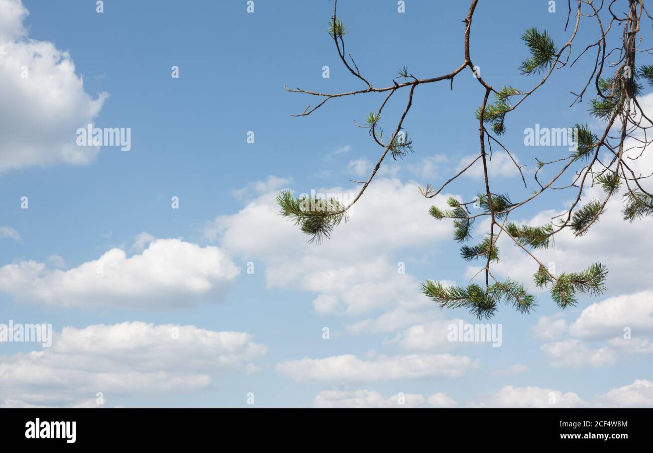 Pine tree branches against bright blue sky with white clouds, natural background Stock Photo