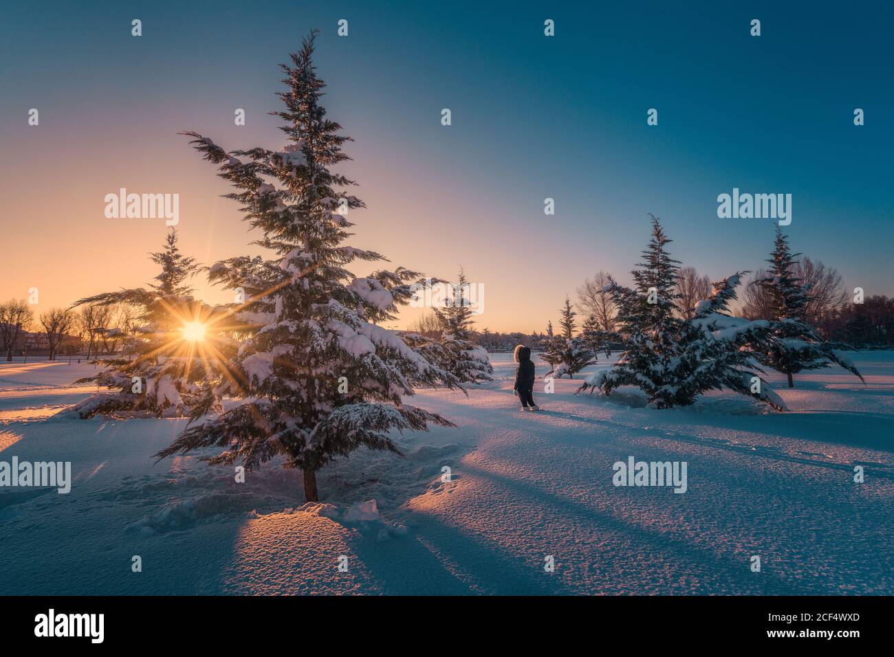 Back view of female silhouette going on snow terrain around green firs under picturesque sky Stock Photo