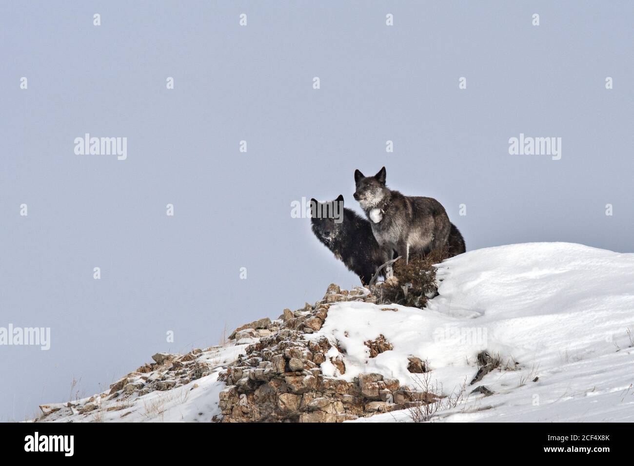 two wolves in on ridge Stock Photo