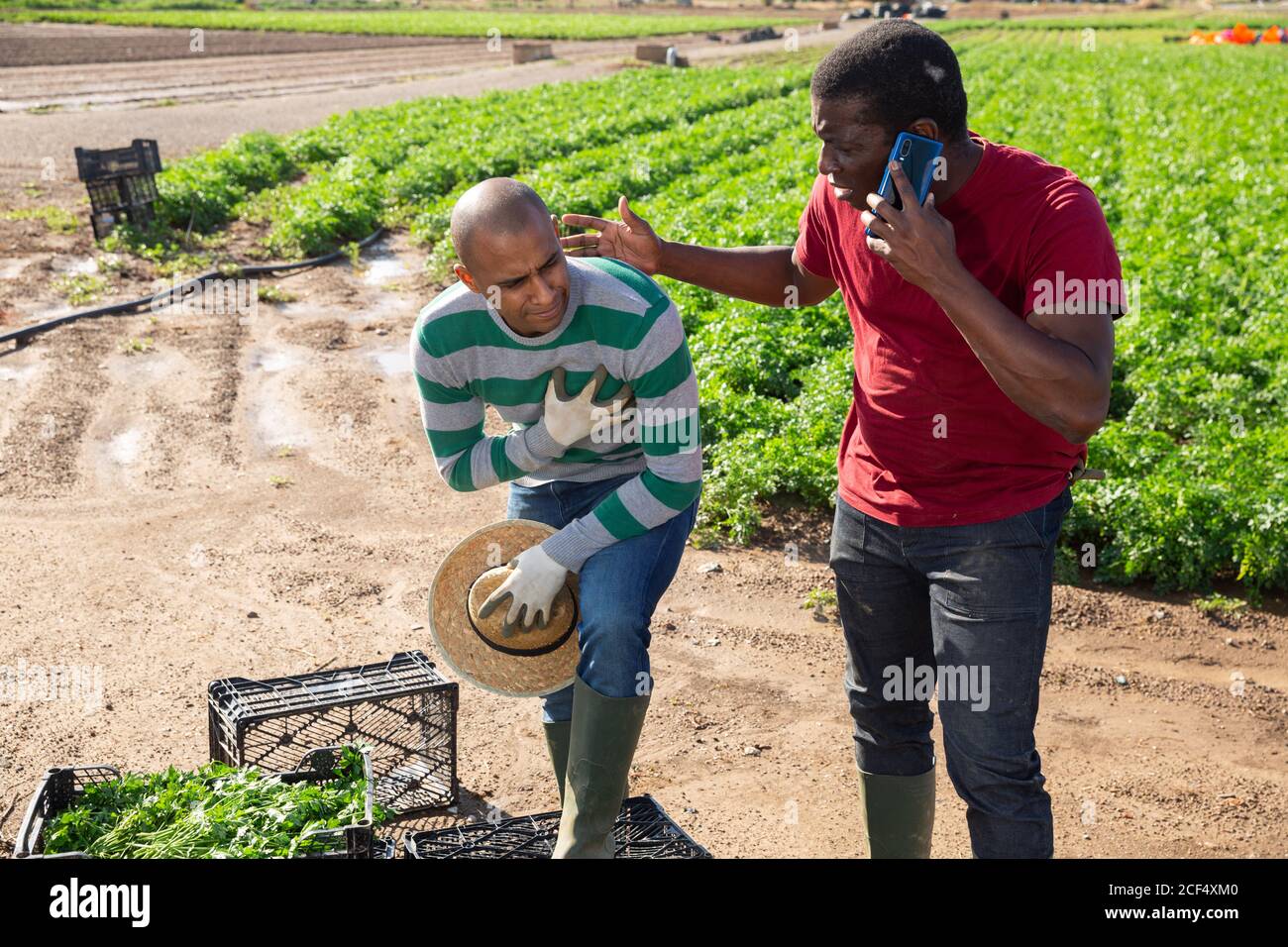 Worried african american farmer calling doctor while hispanic worker suffering from heart attack on field Stock Photo