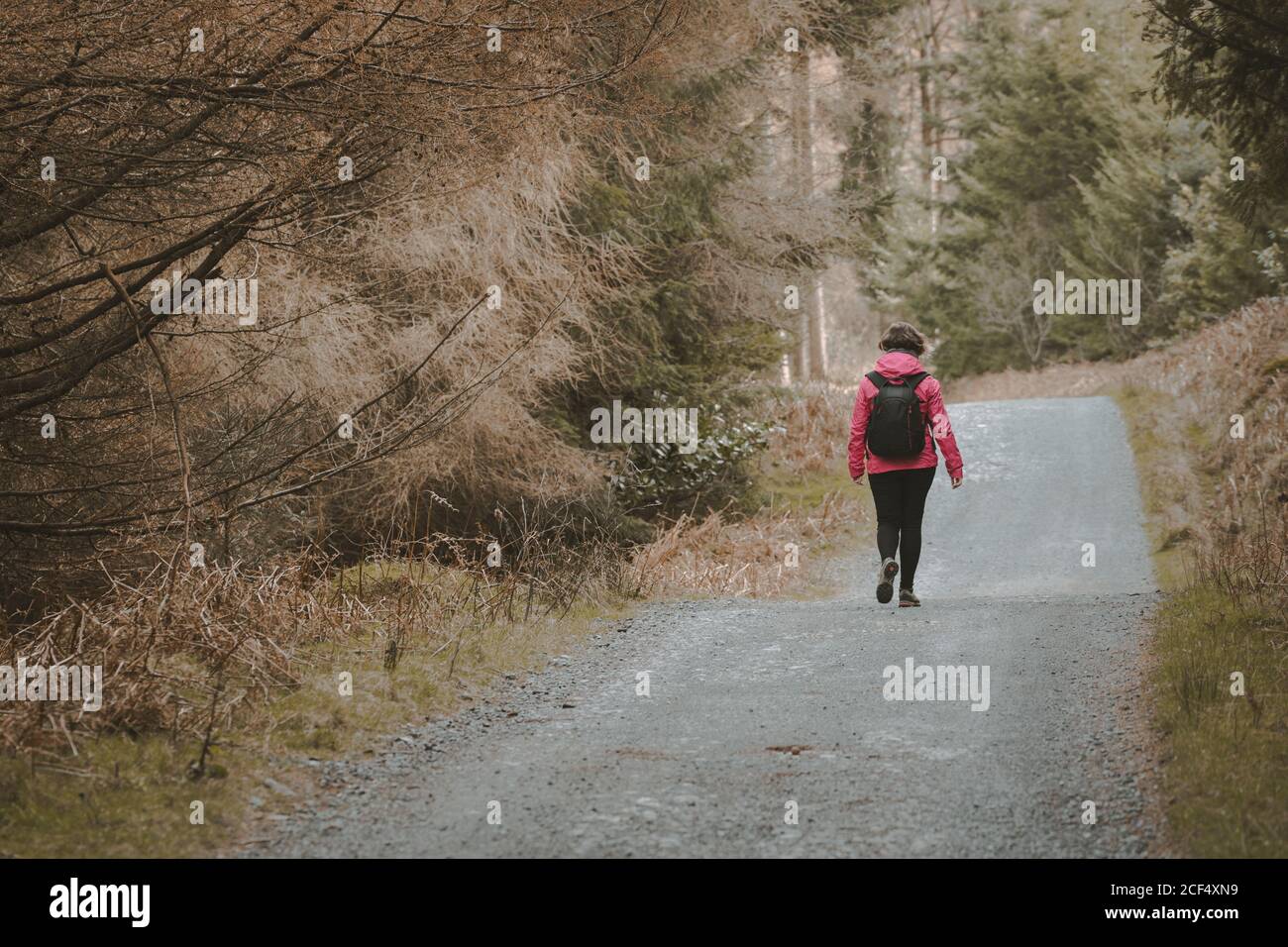 Back view of anonymous Woman traveler in warm jacket walking on forest while visiting Tollymore Forest Park in Northern Ireland in spring day Stock Photo