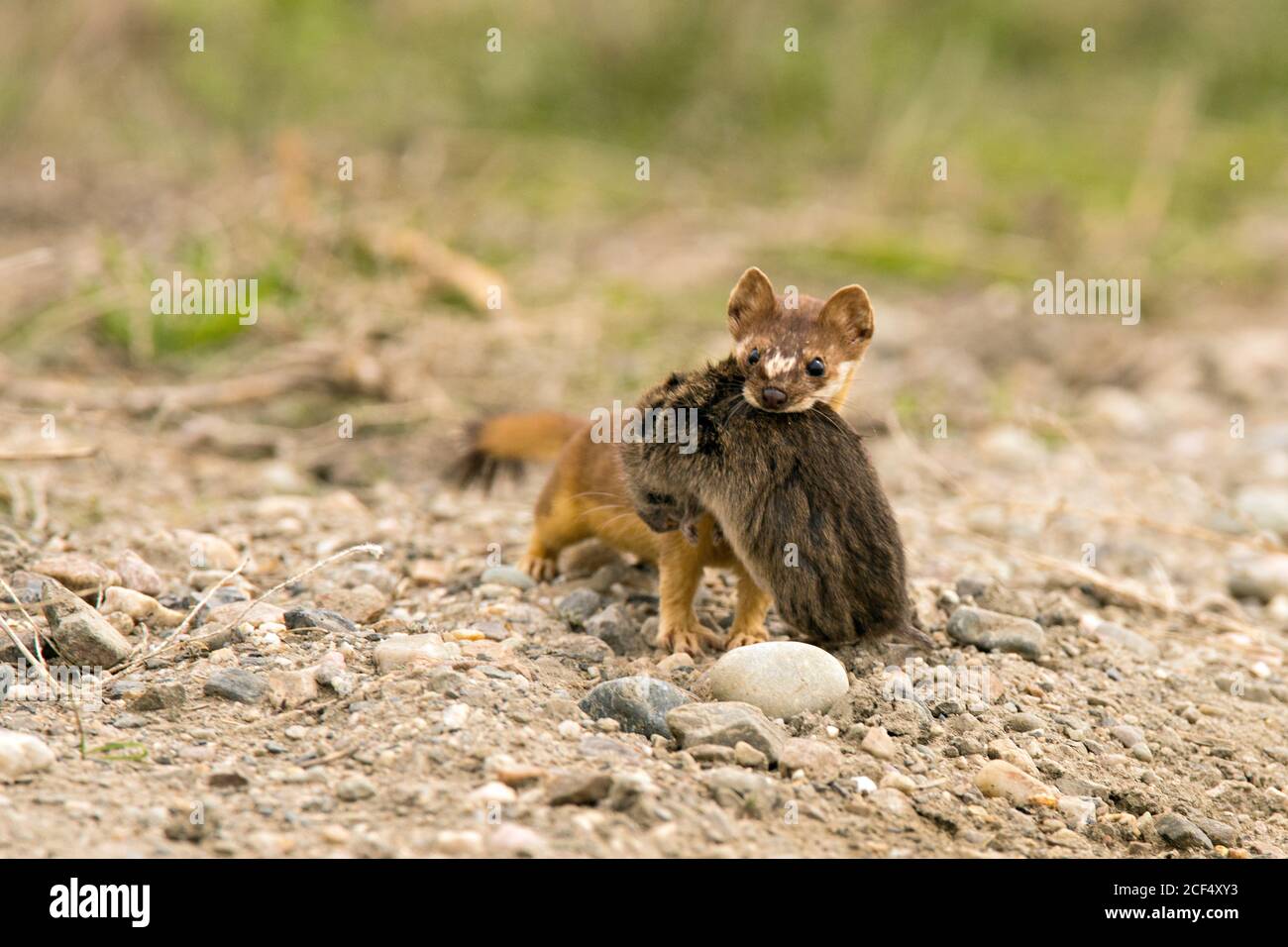 Weasel with prey Stock Photo