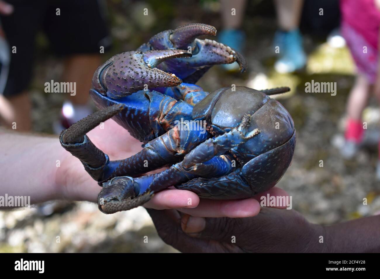 A bright blue Coconut Crab (Birgus latro) being held by two men of different race.  Tourists are overlooking the crab in the background.  Lifou Island. Stock Photo
