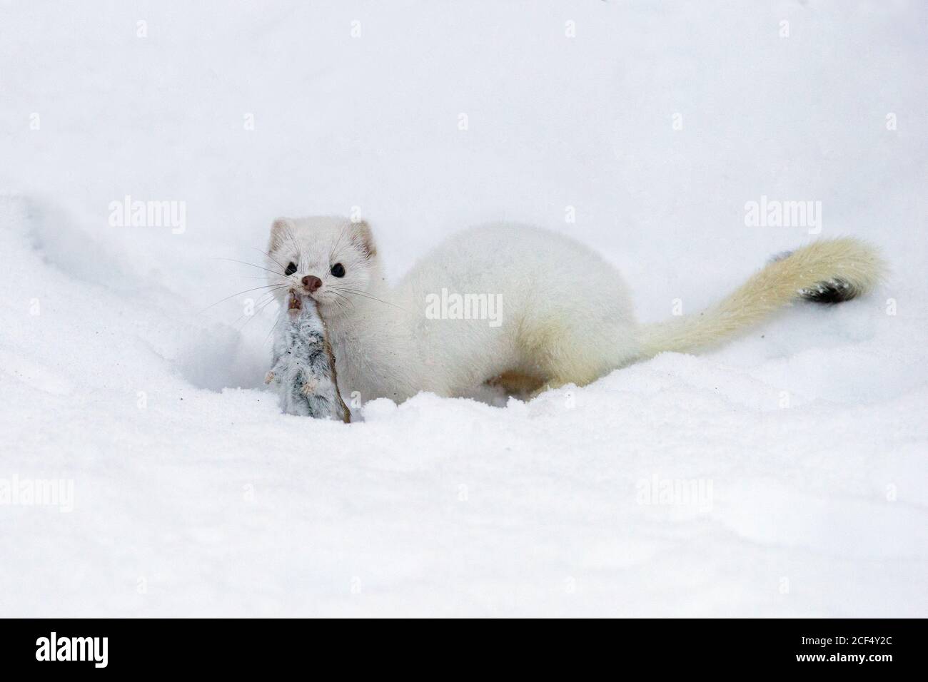 Weasel in snow Stock Photo