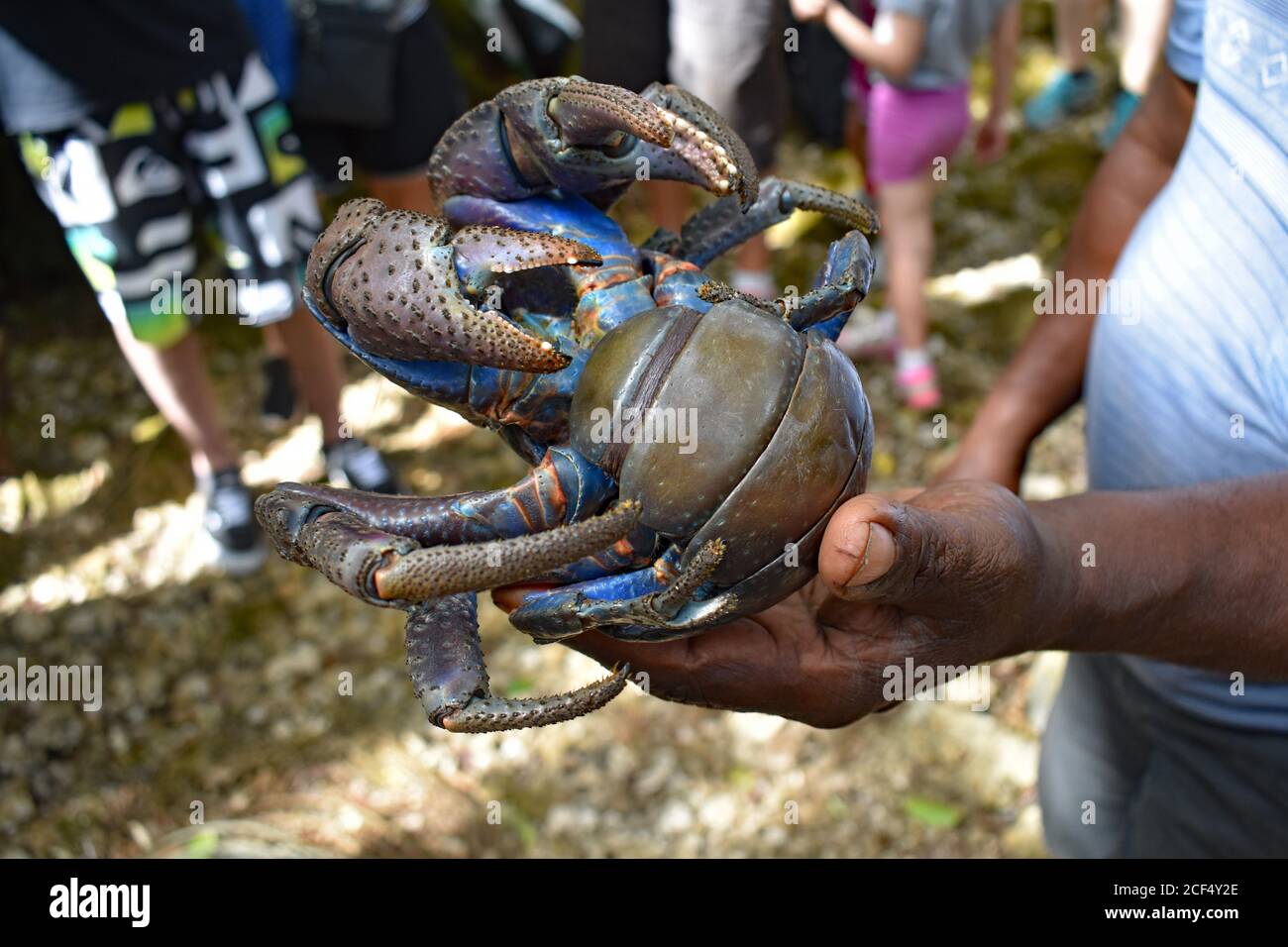 A Coconut Crab (Birgus latro) being held in a local man's hand.  Tourists are overlooking the crab which has a bright blue and orange underside. Stock Photo
