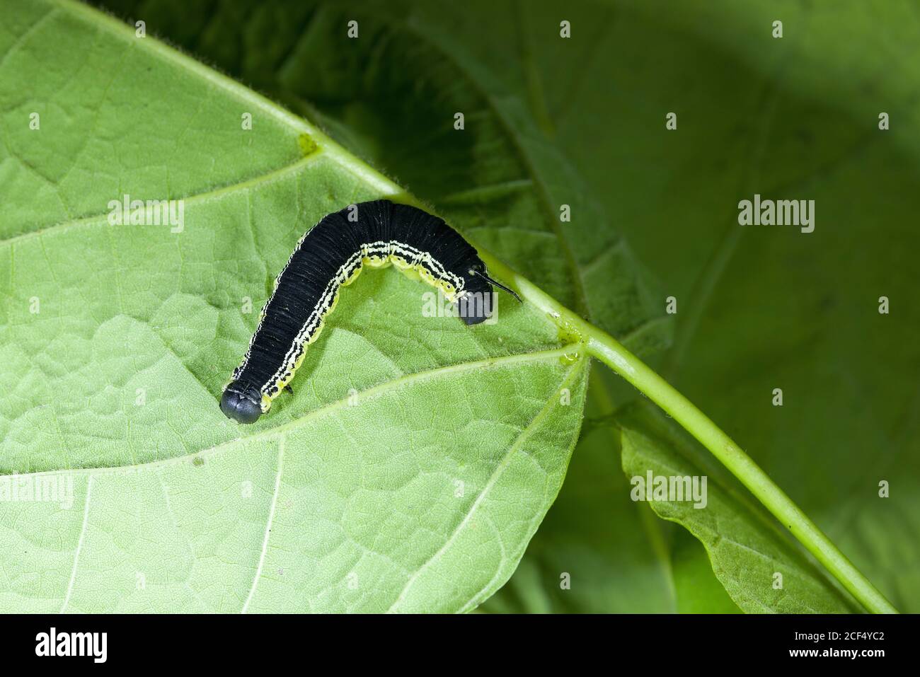 Catalpa worm hires stock photography and images Alamy