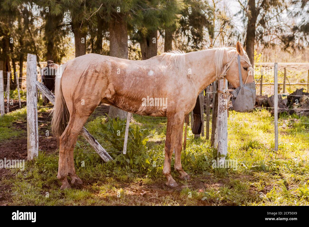 Side view of brown horses on barnyard in bright day Stock Photo