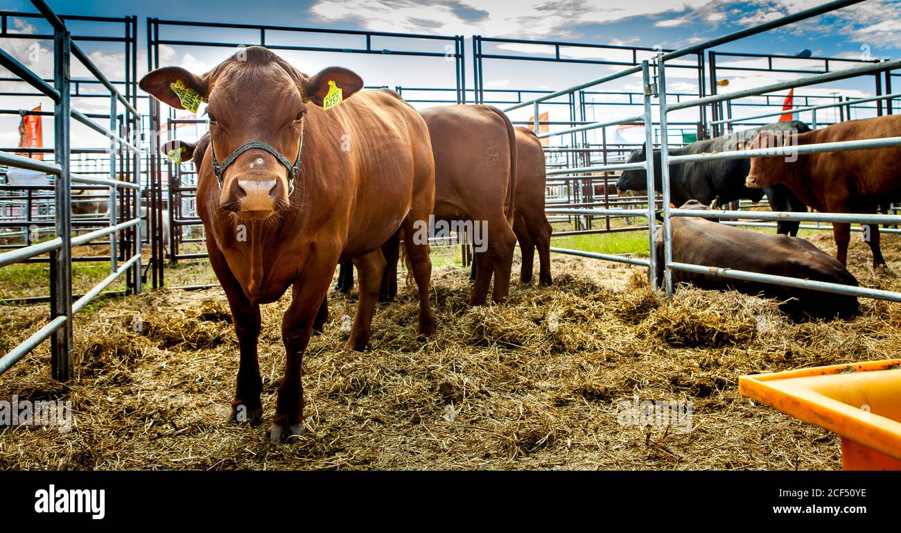 Flock of cows in paddock on farm Stock Photo Alamy