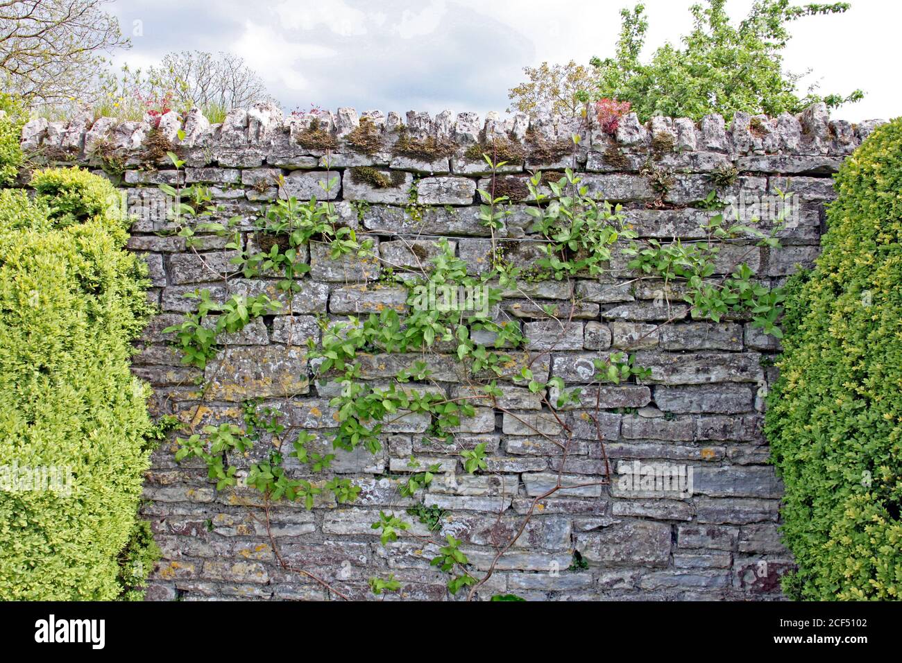 A dry stone wall with lichen growing on it in an English garden Stock