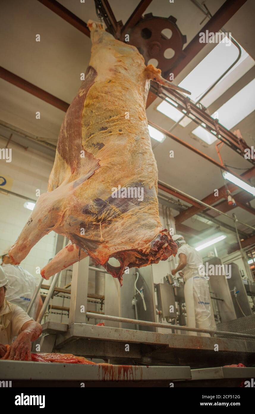 Buenos Aires, southern city of Mar del Plata, Argentina - MAY 07, 2015: Butchers in white uniform handling with animal carcasses hanging on hooks Stock Photo