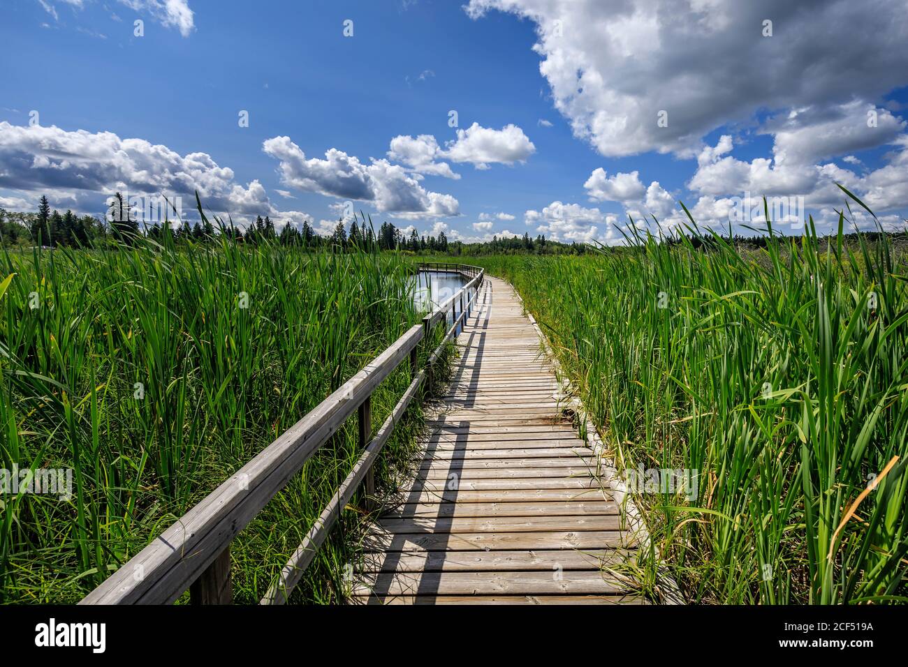 Ominik Marsh Boardwalk Trail, Riding Mountain National Park, Manitoba, Canada. Stock Photo