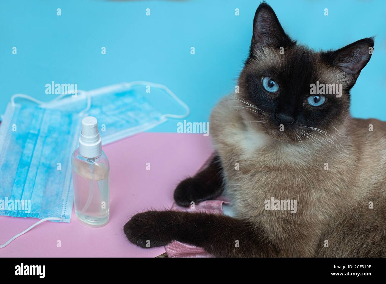 Siamese cat touches hand disinfectant with paw. cat is acting to clean hands with alcohol gel sanitazer. dealing with animals. Virus protection. Coron Stock Photo
