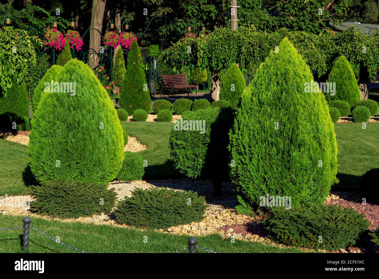 Landscaping of a backyard garden with evergreen conifers and thuja by