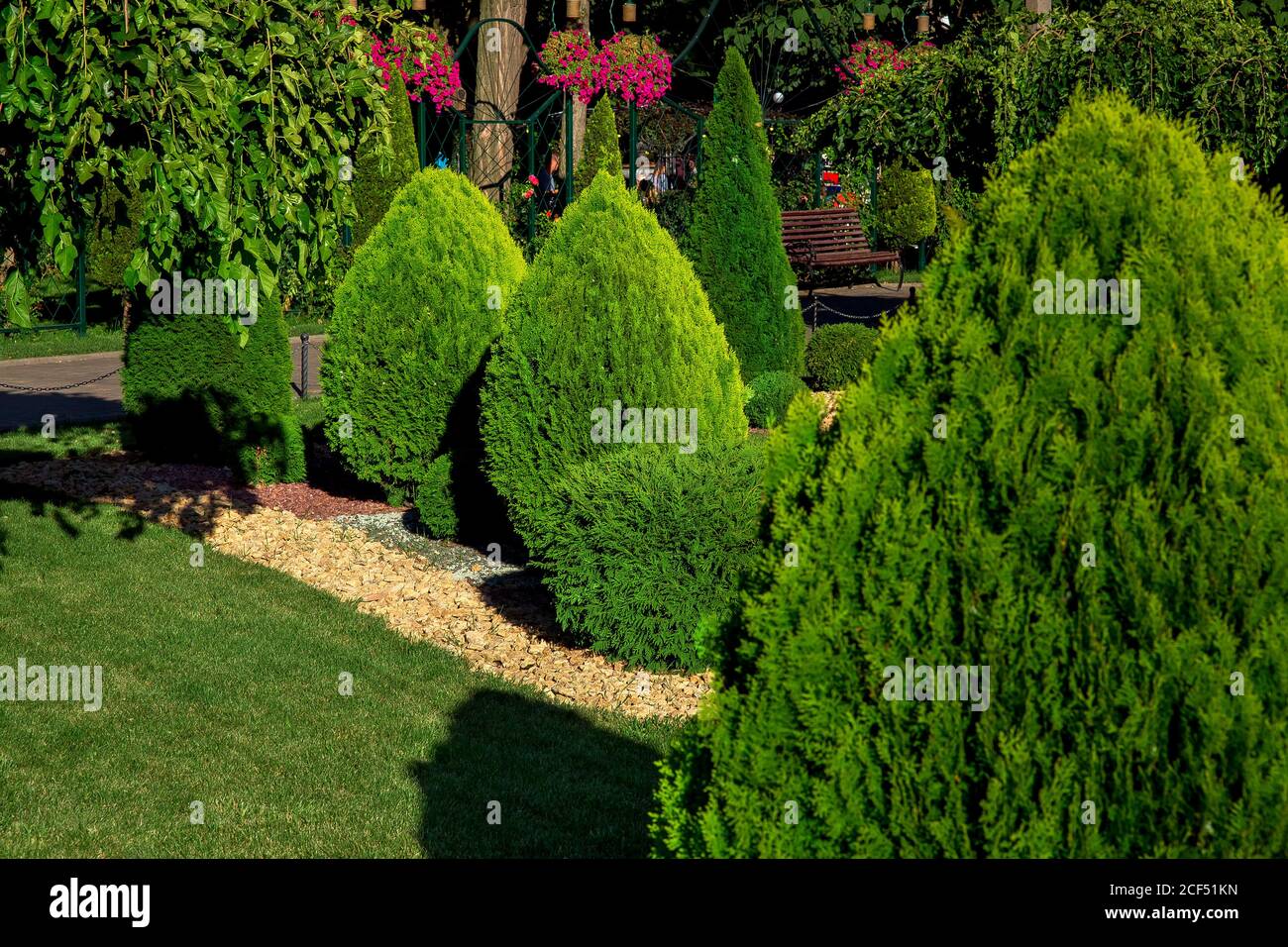 Landscaping of a backyard garden with evergreen conifers and thuja by