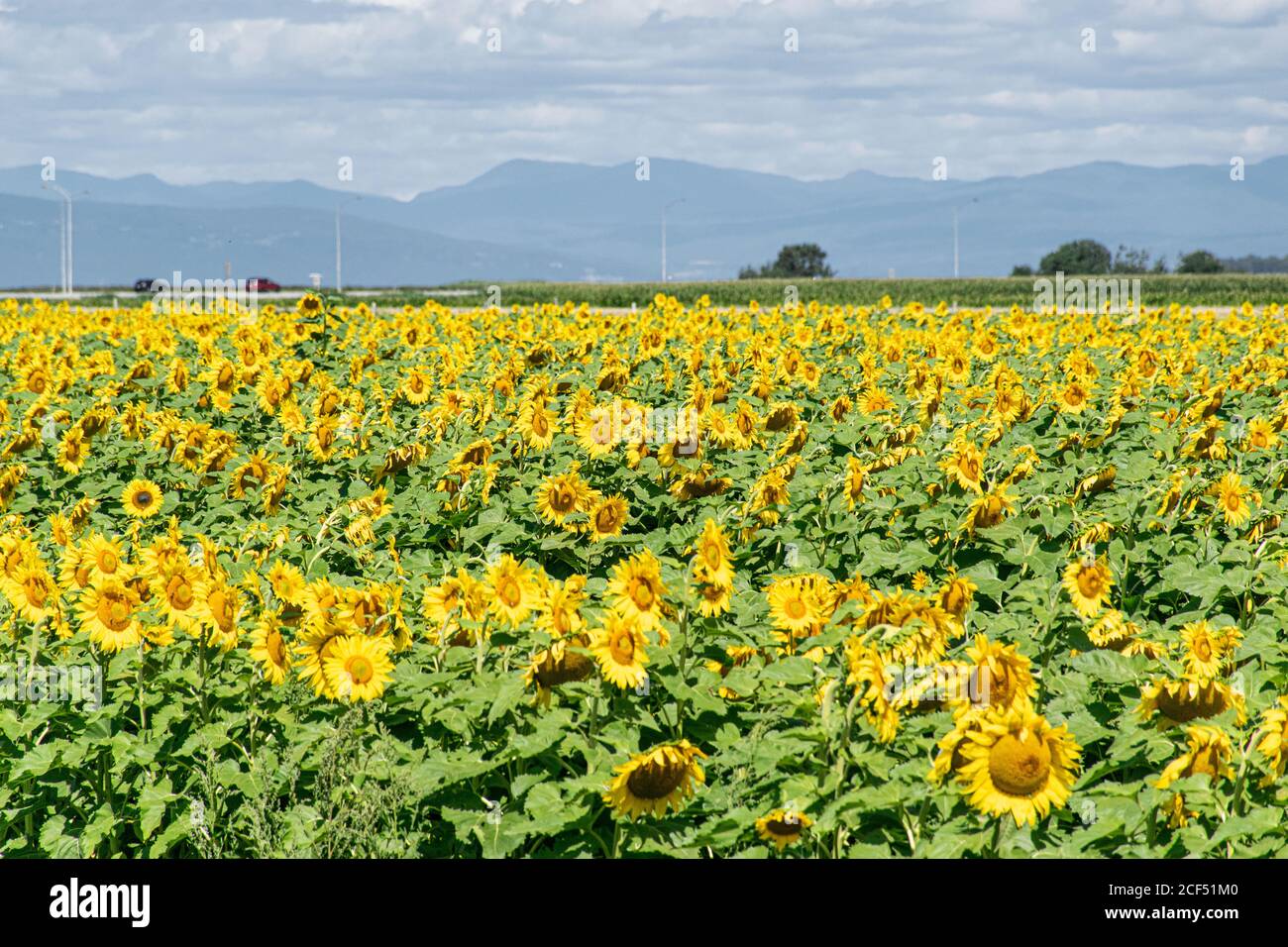 a field of sunflowers on a sunny afternoon Stock Photo