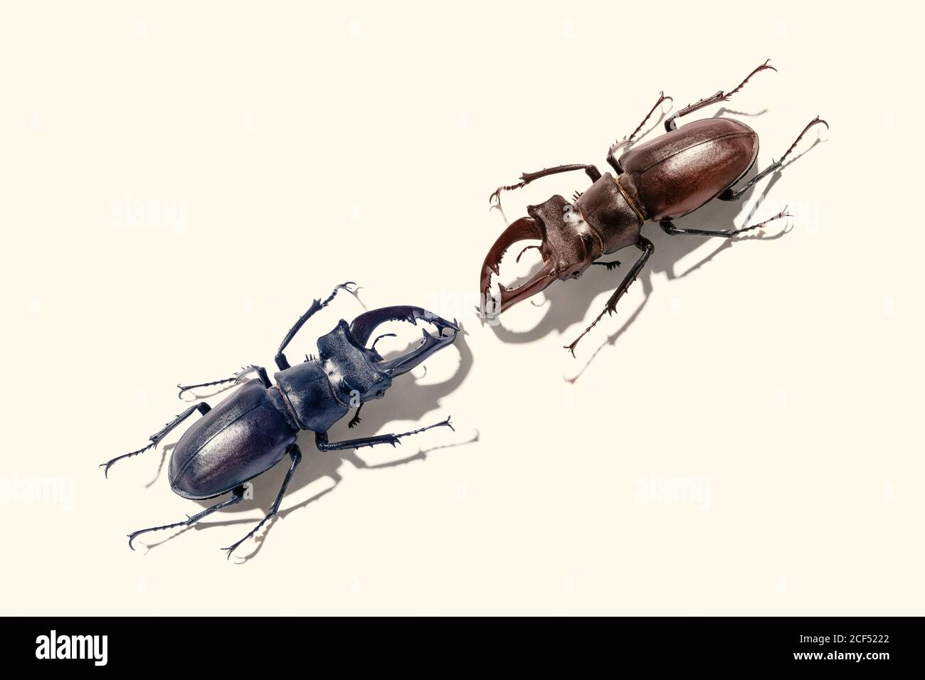 Two Stag beetles isolated . Confrontation concept Stock Photo