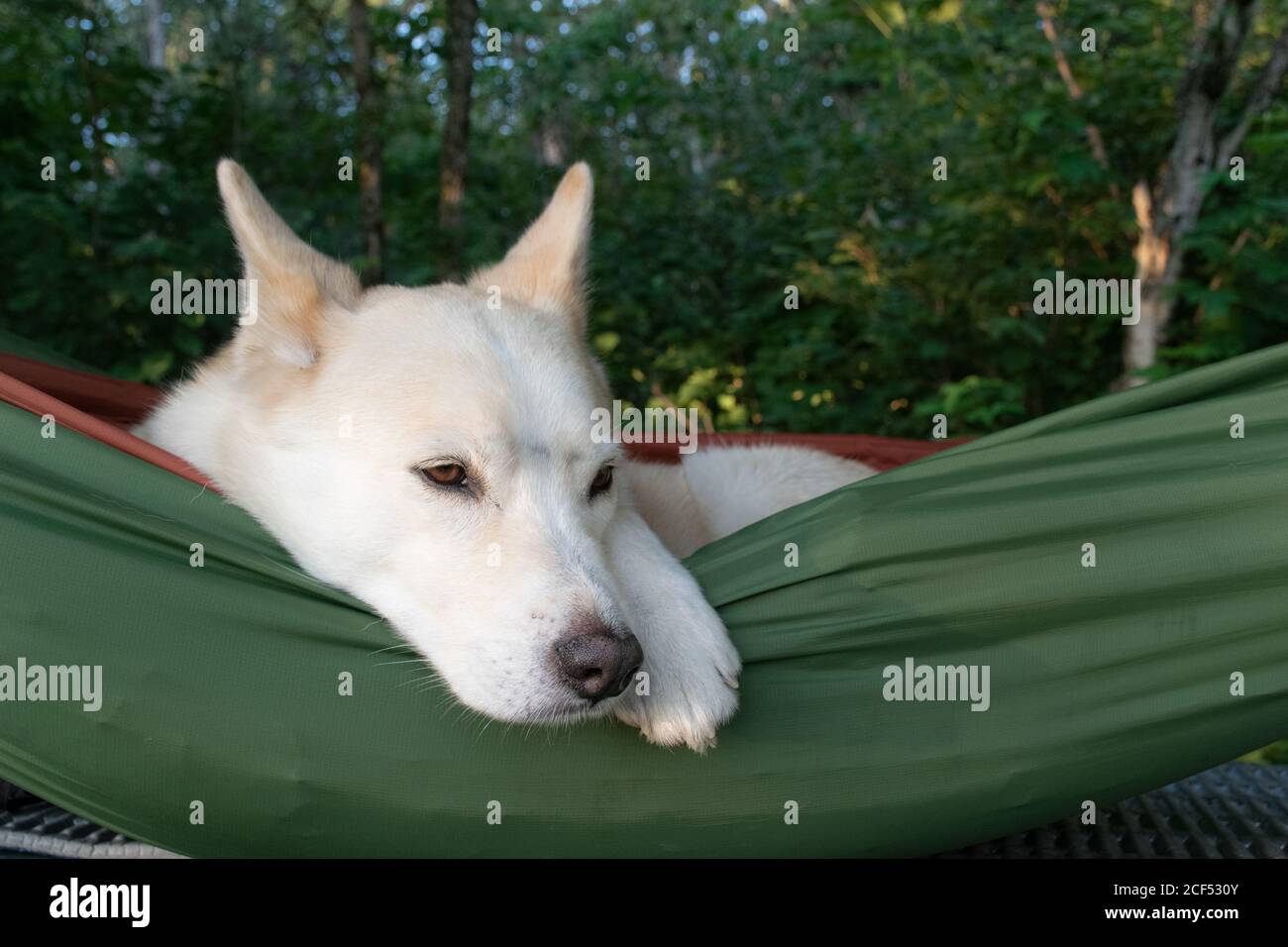 dog resting on a hammock Stock Photo