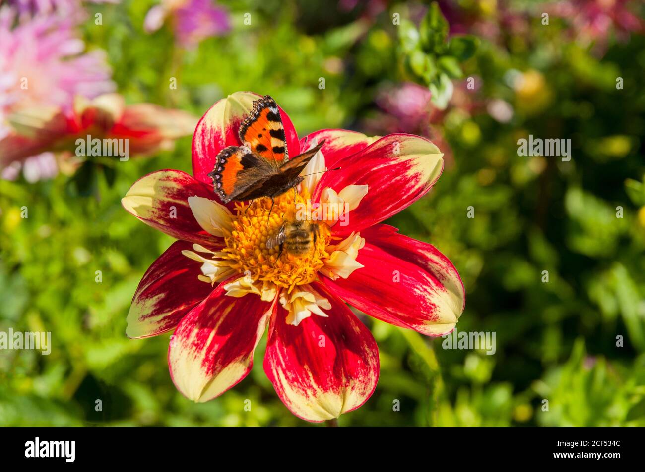 Small Tortoise Shell butterfly Aglais urticae and bee feeding on a Danum Torch dahlia a summer flowering tuberous perennial Stock Photo
