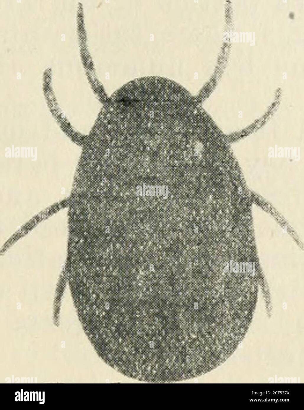 . Journal of the Department of Agriculture, Union of South Africa. smits African Relapsing Fever or Tick Feverto man in Central and East Africa, the Congo Free State, and Angola,and has also been proved experimentally to be able to transmitSpirochaeta inarchouxi to fowls. The lAfe Cycle is as follows:—The females lay their eggs inbatches in sand or hollows in the ground excavated by the females.The total number of eggs laid by a single female varies from about90 to 150. The larva develops inside the &g^, and the young nymphahatches out in eight to twenty-three days. • The first stage nympha is Stock Photo
