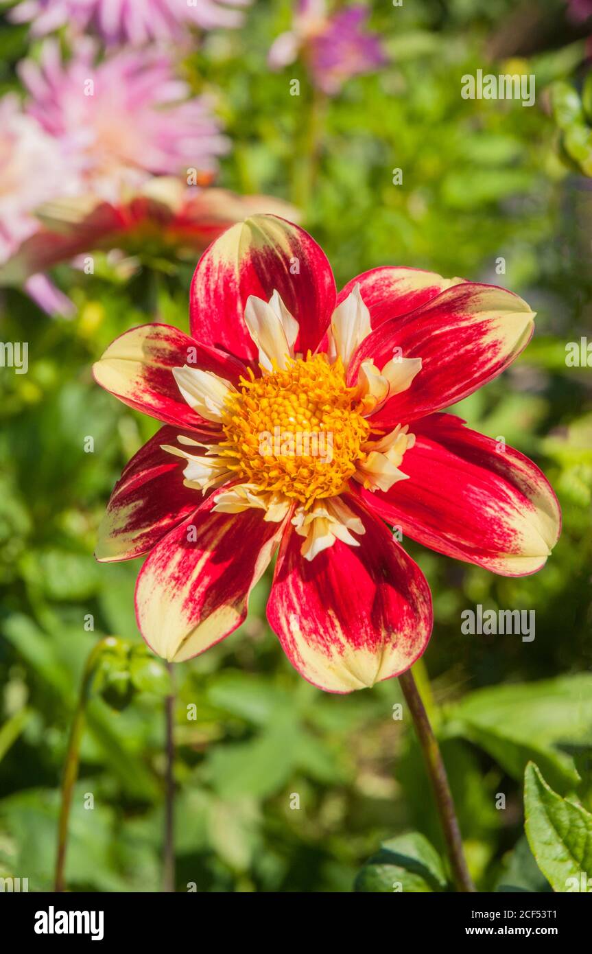 Close up of Dahlia Danum Torch a collerette dahlia that has red & yellow flowers in summer & autumn  A tuberous plant that is deciduous and half hardy Stock Photo