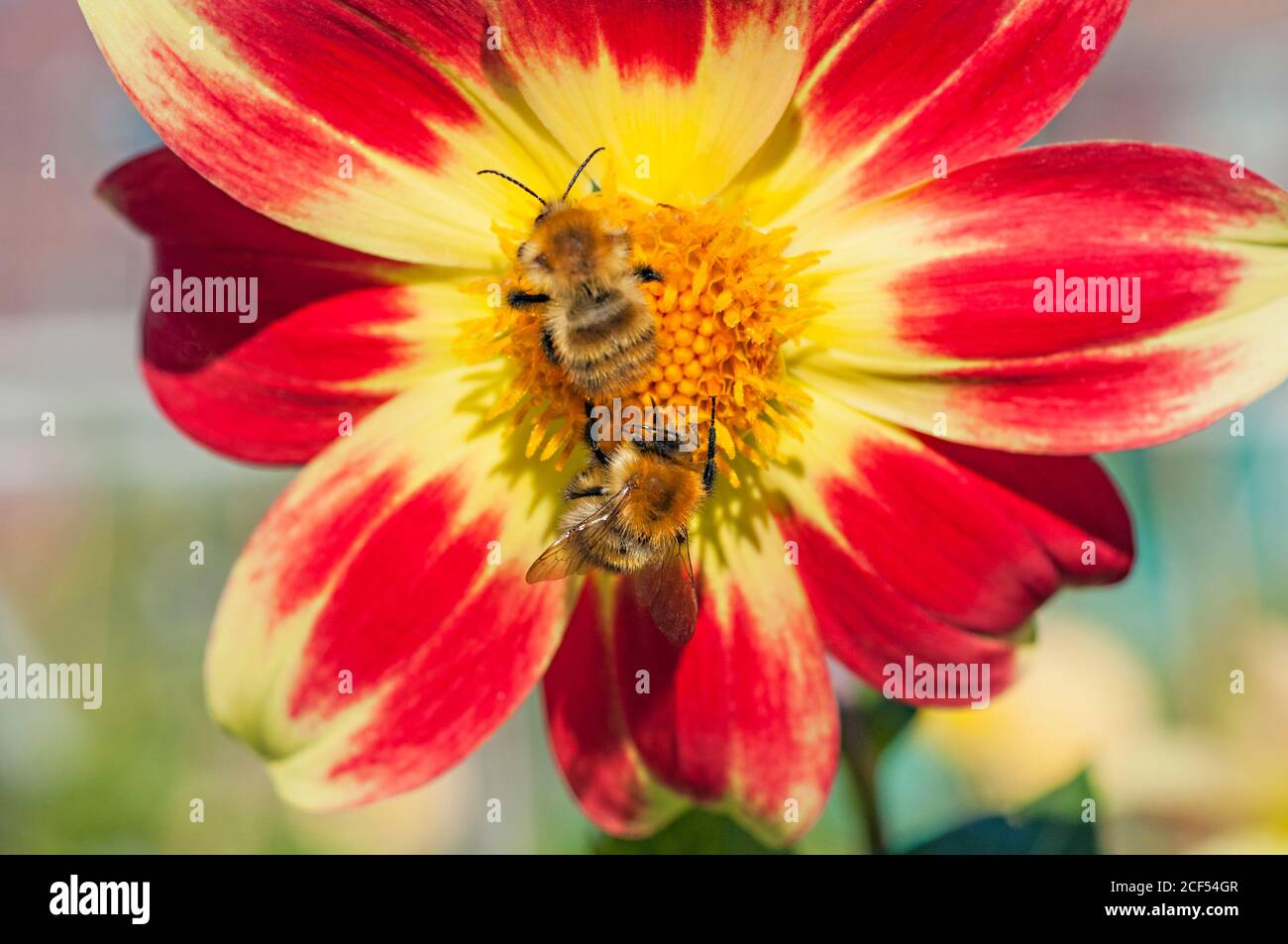 Two Bumble Bees Bombus pascuorum collecting nectar on dahlia Danum Torch in september to store for winter feed  Nests on ground or above in birds nest Stock Photo