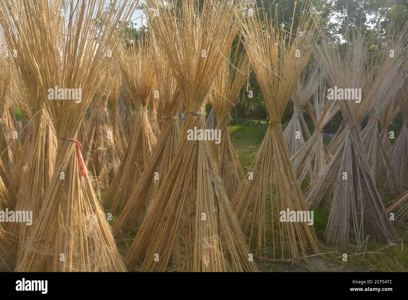 Jute plant hi-res stock photography and images - Alamy