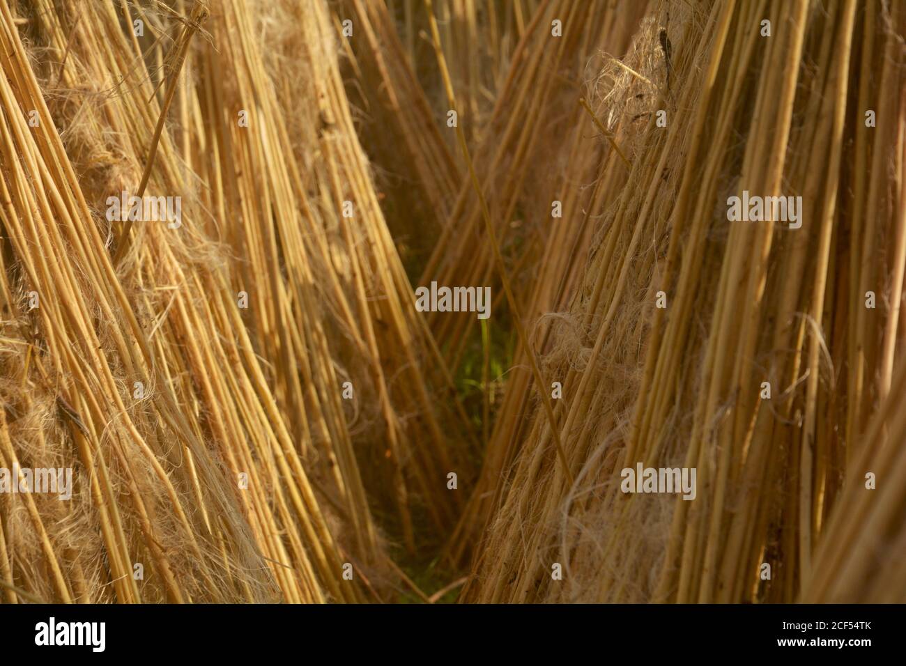 India and jute hi-res stock photography and images - Alamy