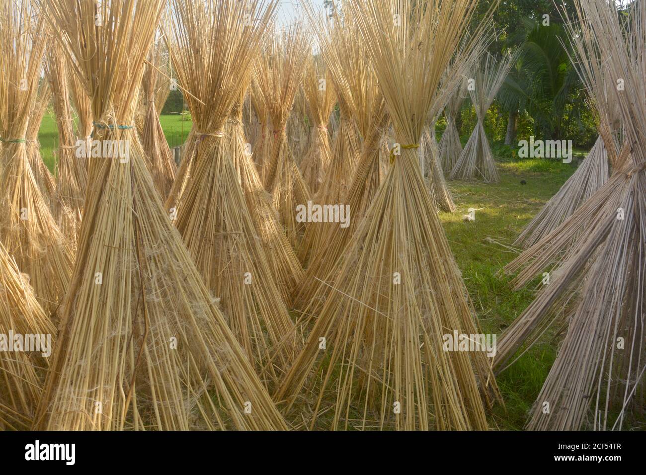 Jute plant in village hires stock photography and images Alamy