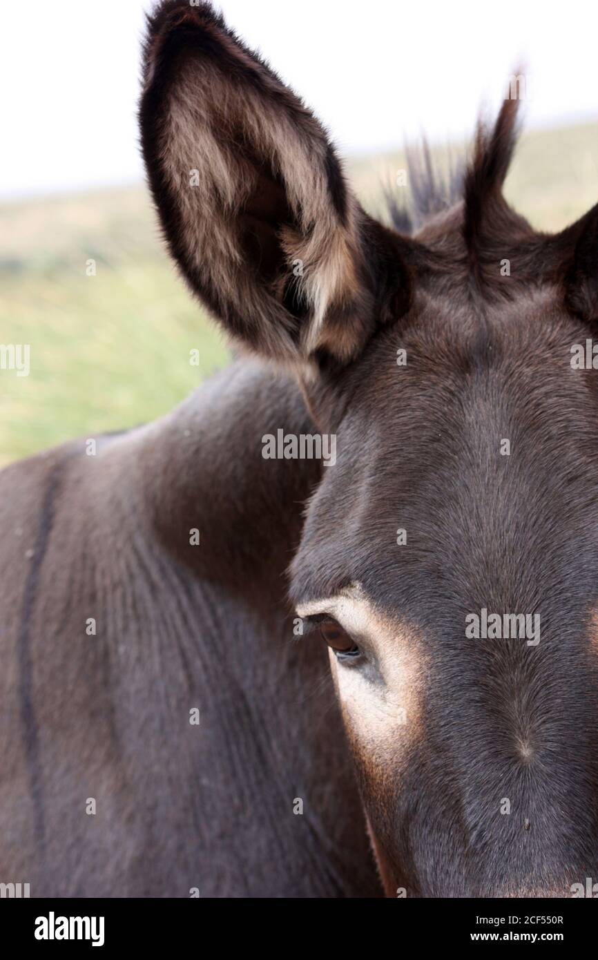 Portrait of dark brown mule face with closeup of teary eyes, front and profile Stock Photo