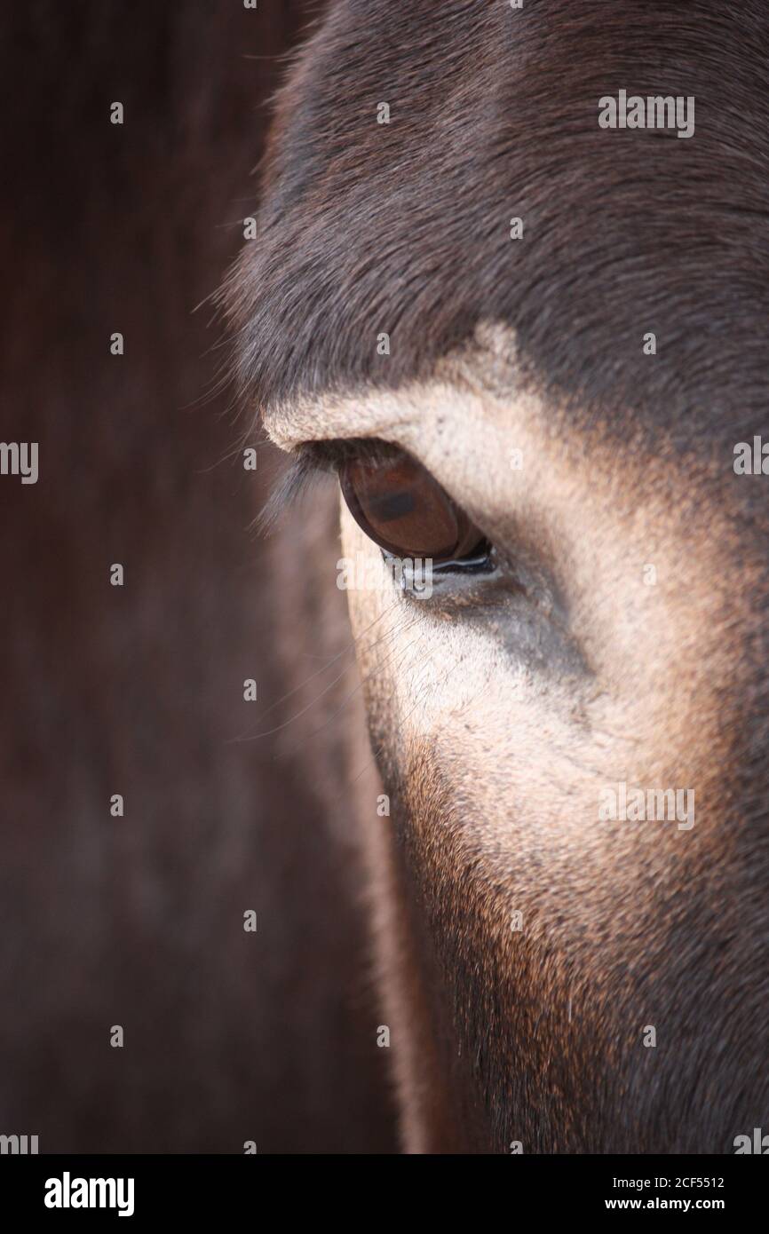 Portrait of dark brown mule face with closeup of teary eyes, front and profile Stock Photo