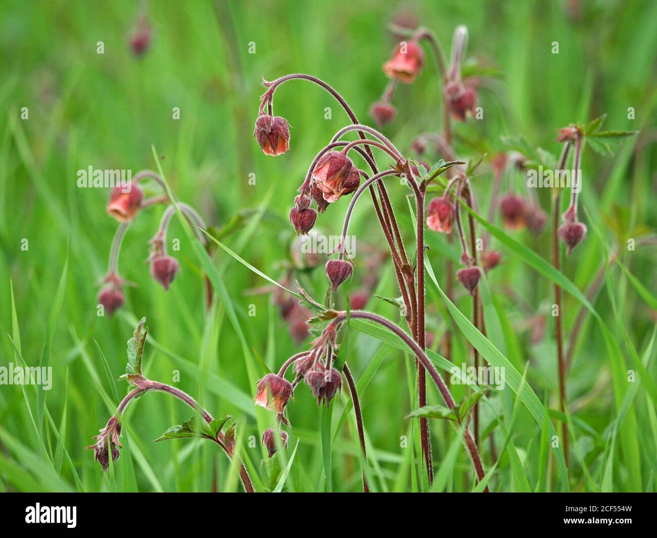 profuse nodding flower heads of Water Avens (Geum rivale) contrast with soft green grassy roadside background in Cumbria, England, UK Stock Photo