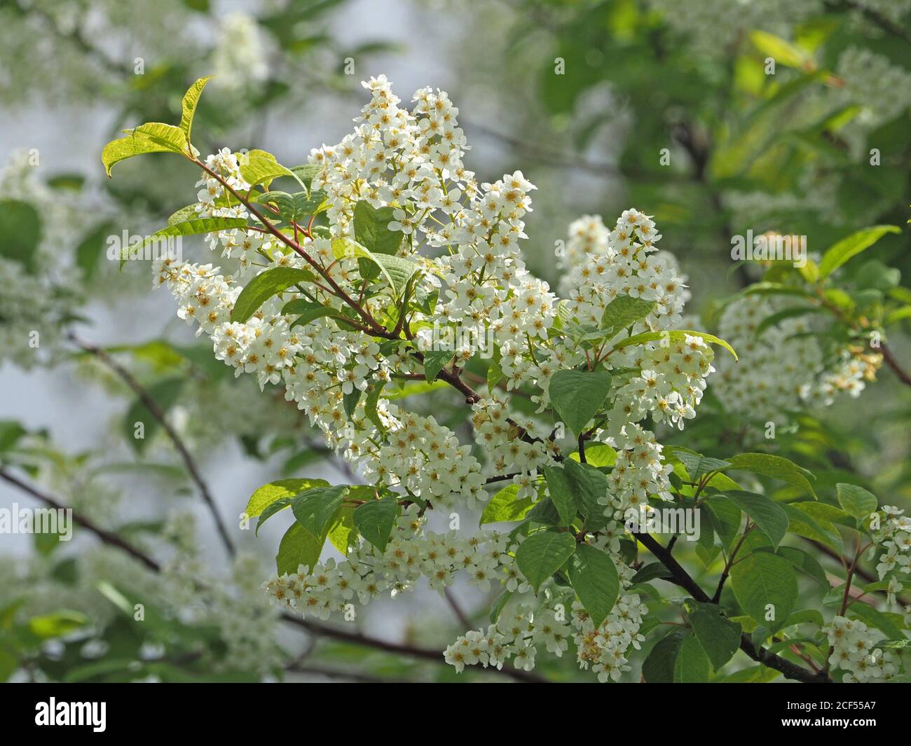 Profuse white panicles of sweet-scented blossom of flowering Bird ...