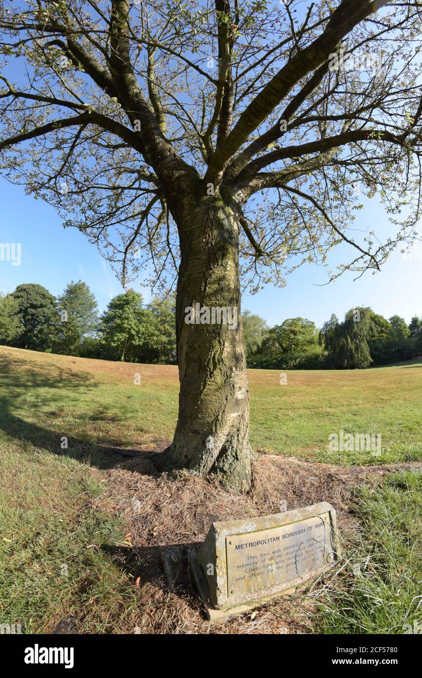 Commemorative tree planted in 1985 in memory of Councillors working for Prestwich in Bury, Manchester. Located in St Mary's Flower Park, Prestwich. Stock Photo