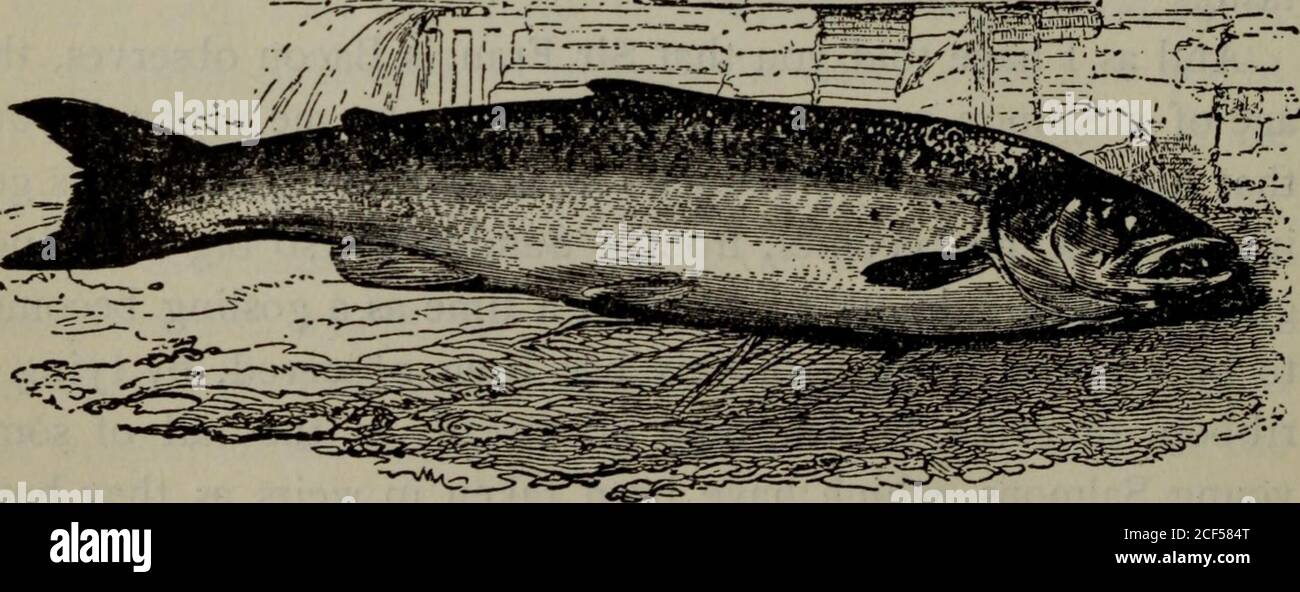 The Complete Angler Or The Contemplative Man S Recreation That Every Salmon Usually Returns To The Same River Inwhich It Was Bred As Young Pigeons Taken Out Of The Samedove Cote Have