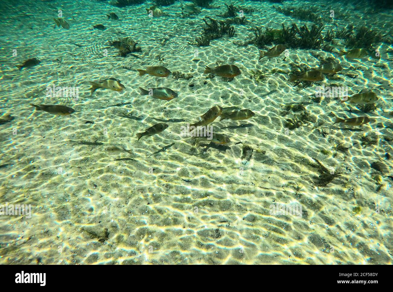 A school of sunfish and bass fish in Rainbow River located in Dunnellon, Florida. Stock Photo