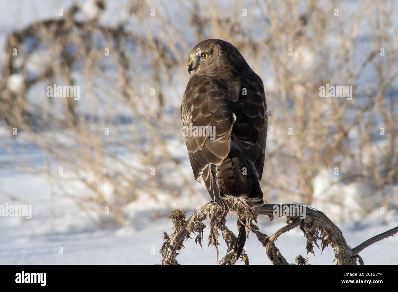 Hen harrier hires stock photography and images Alamy