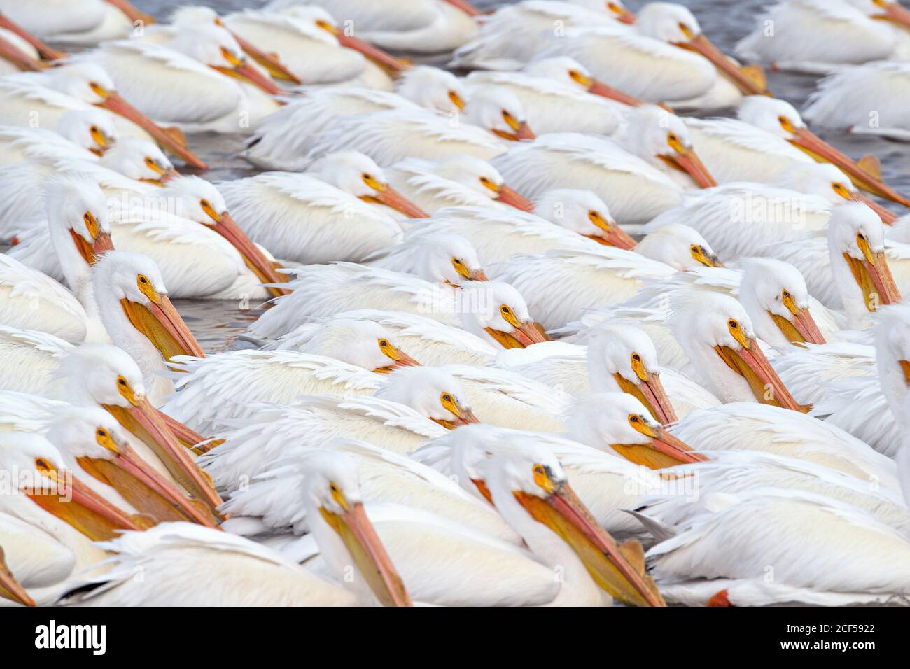 American White Pelicans Stock Photo