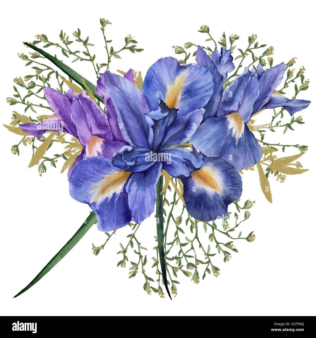 Composition of iris flowers with foliage. Isolated watercolor illustration. Stock Photo