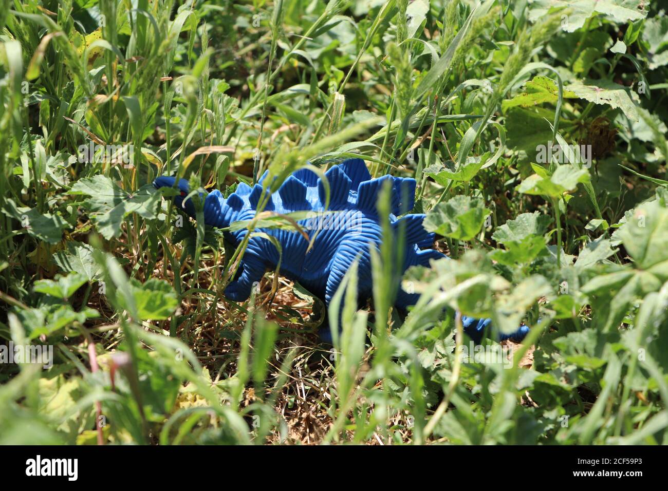 blue rubber stegosaurus dinosaur toy in a park Stock Photo Alamy