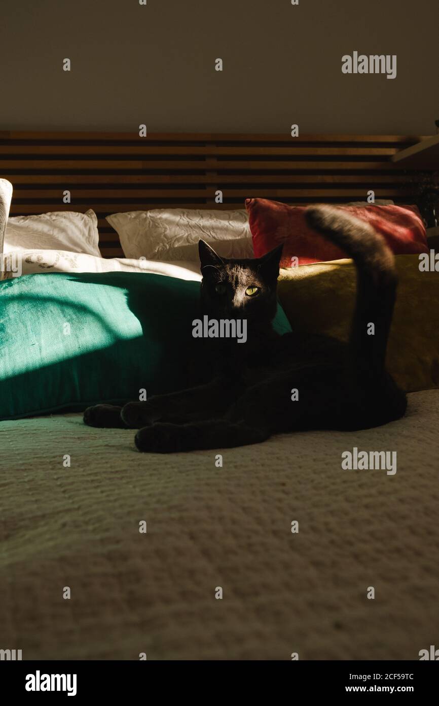 Cute cat laying on a bed under a ray of light looking at camera Stock ...