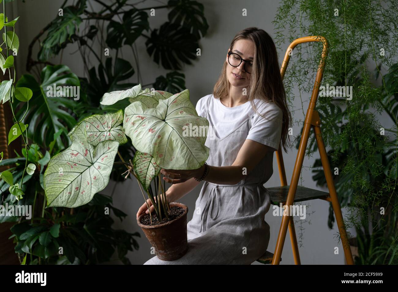 Woman gardener in a grey linen dress, holding caladium houseplant with large white leaves and green veins in clay pot, sitting on stepladder Stock Photo