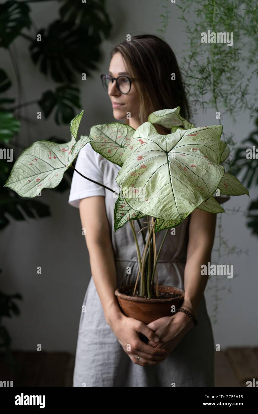 Woman gardener in a grey linen dress, holding flower - caladium houseplant with large white leaves and green veins in clay pot, looking aside. Stock Photo