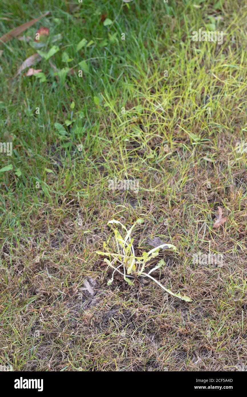 Etiolation. Result of green grass and a dandelion (Taraxacum officinale), plant being covered, deprived of light, by a tent ground sheet on a camping Stock Photo