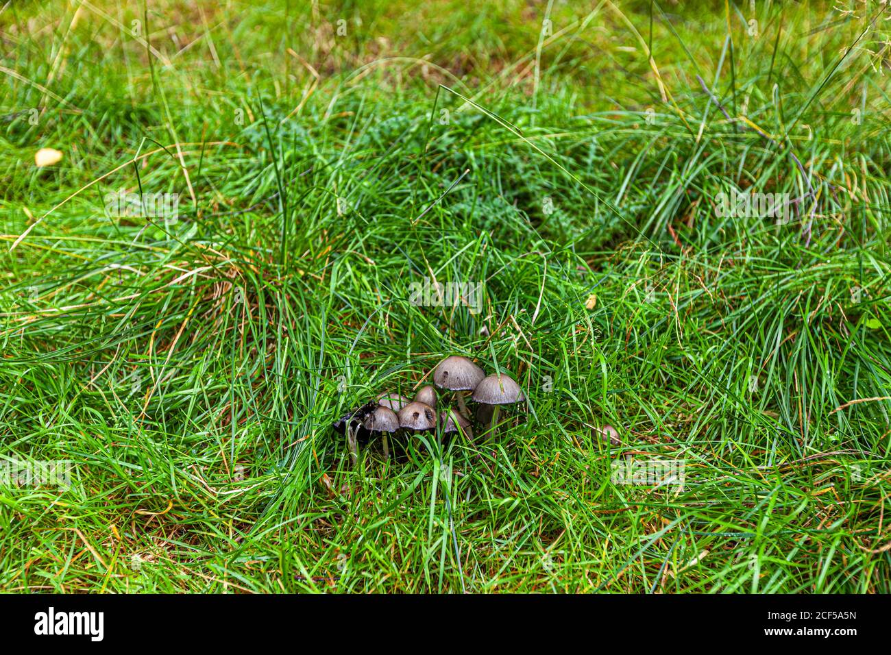 Mushrooms in grass near Stryn, Norway Stock Photo