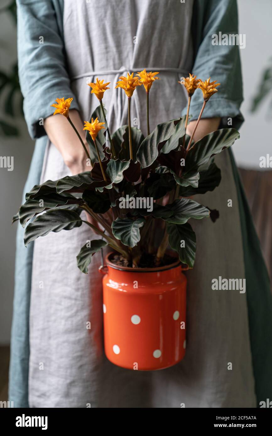Close up of woman florist in a grey linen dress, holding a flowering calathea plant in old red milk can as a planter. Love of houseplants Stock Photo