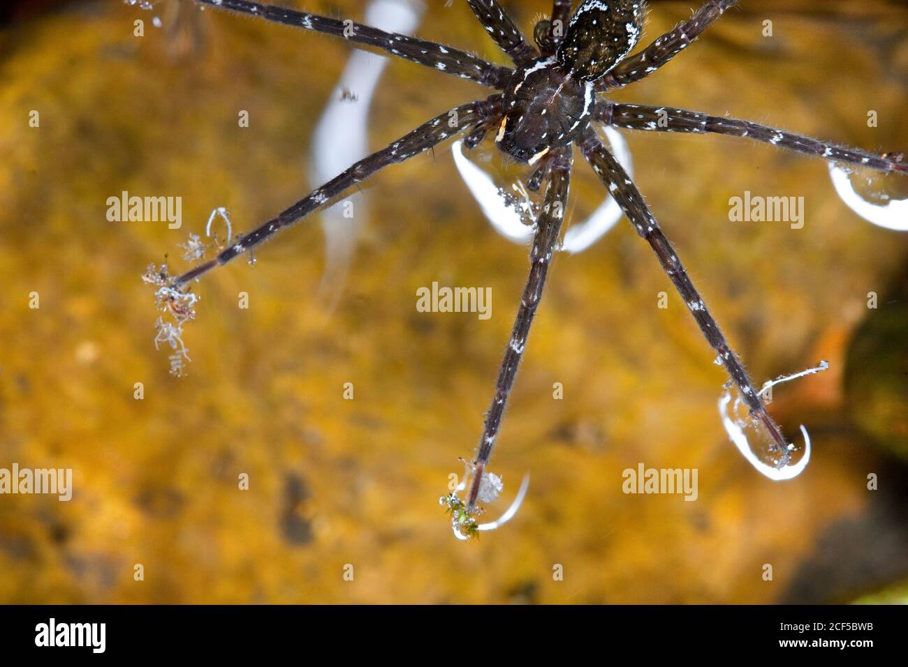 Female Giant Water Spider (Megadolomedes australianus) on water surface